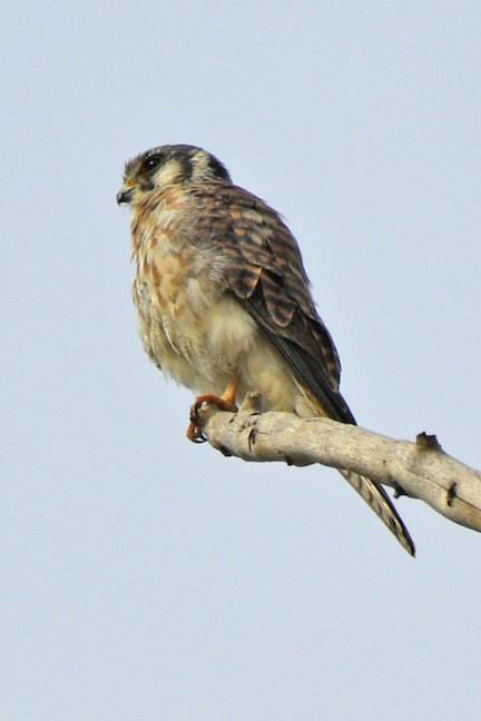 American Kestrel - ML609939854