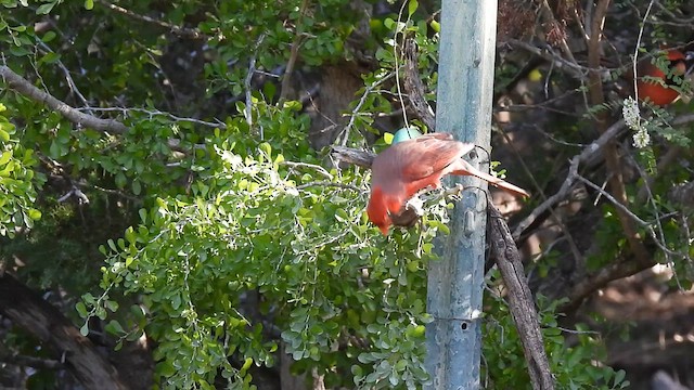 Cardinal rouge - ML609939866