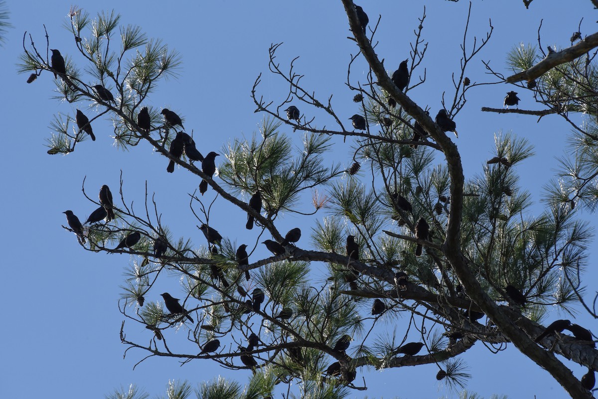 Common Grackle - ML609939926