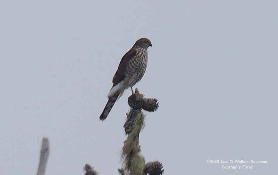 Sharp-shinned Hawk - ML609939973