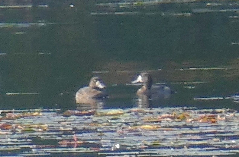 Greater Scaup - ML609939987