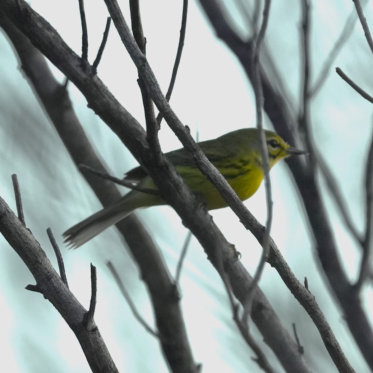 Prairie Warbler - Kevin Baker