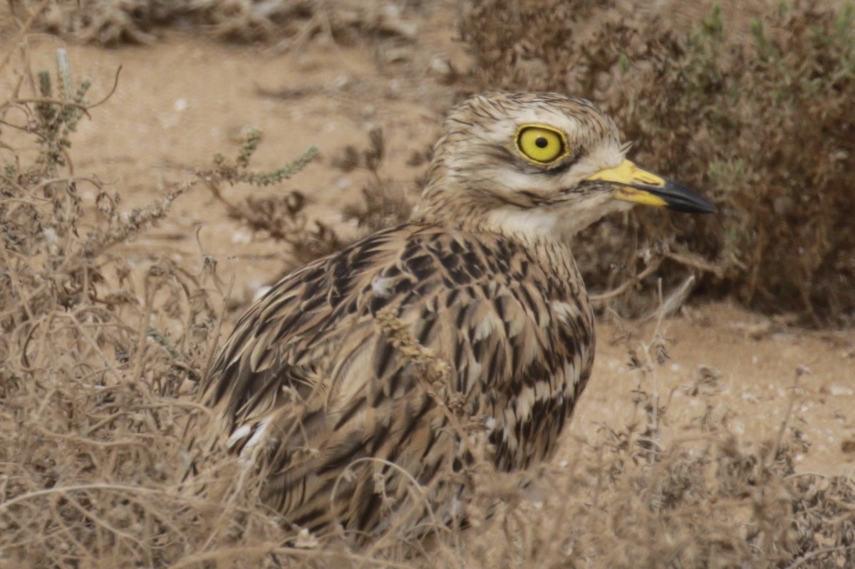 Eurasian Thick-knee - Bruce Cole