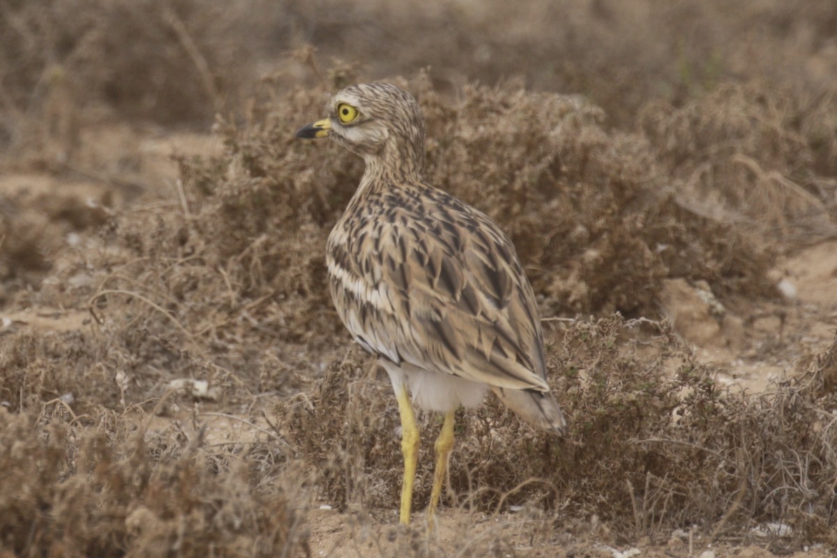 Eurasian Thick-knee - ML609940209