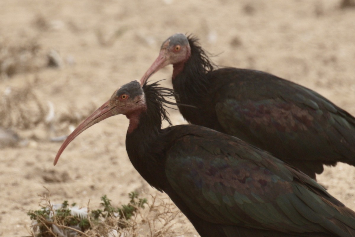 Northern Bald Ibis - ML609940240