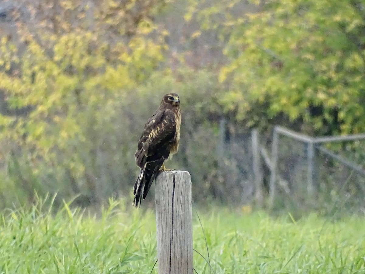 Northern Harrier - ML609940250