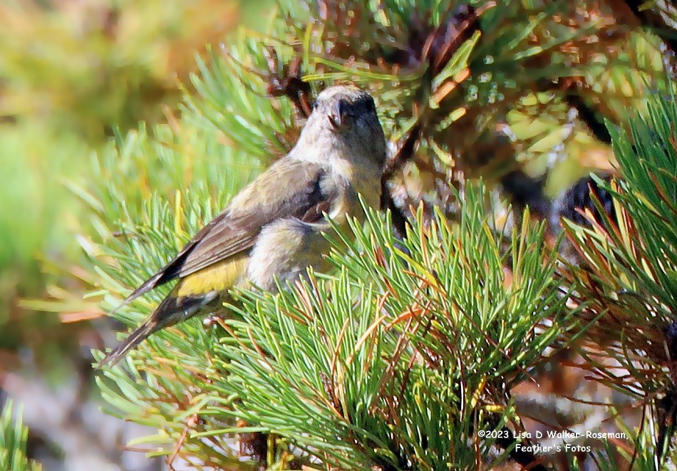 Red Crossbill - ML609940255