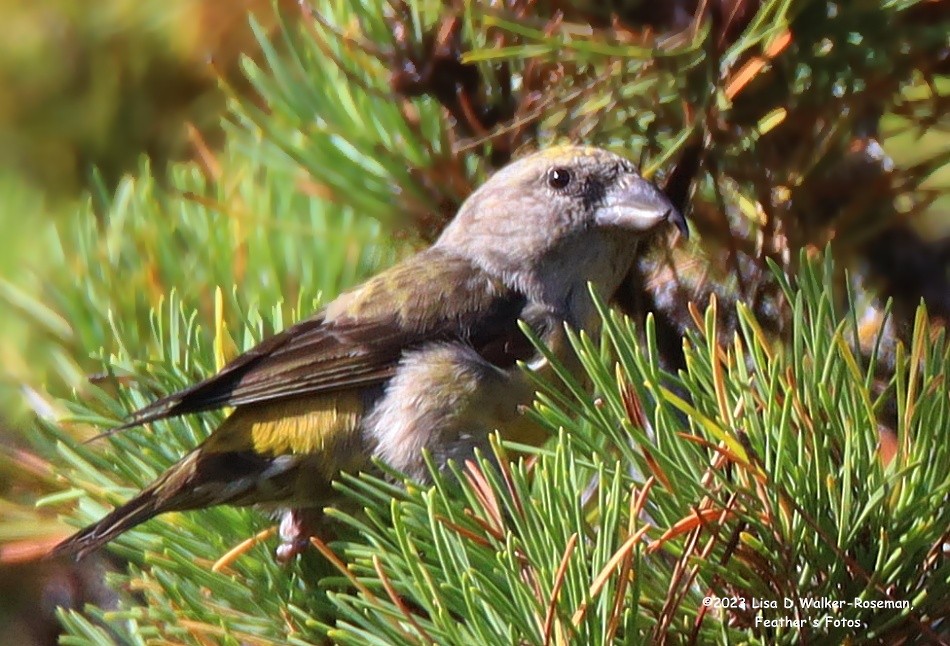 Red Crossbill - Lisa Walker-Roseman