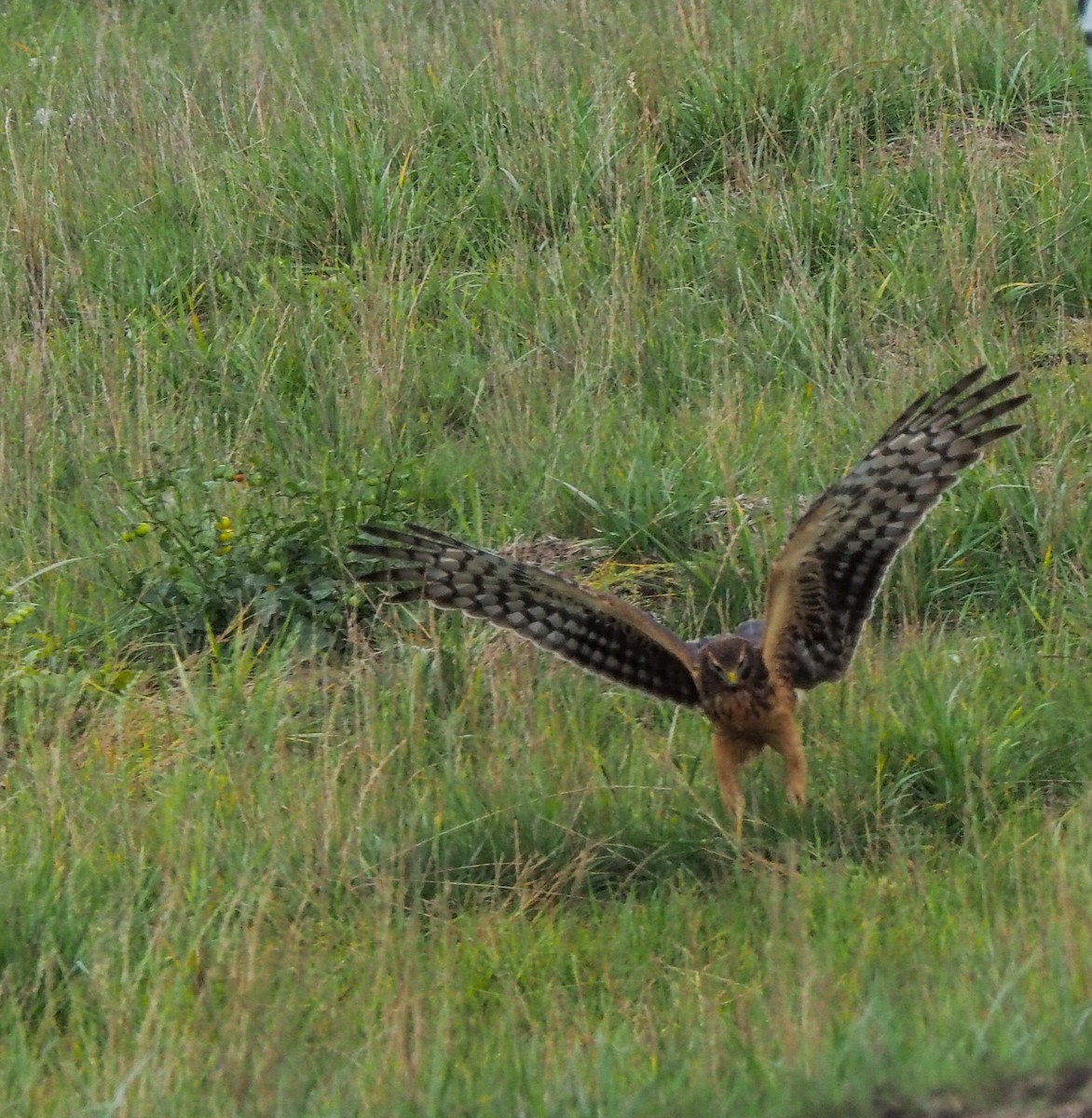 Northern Harrier - ML609940268