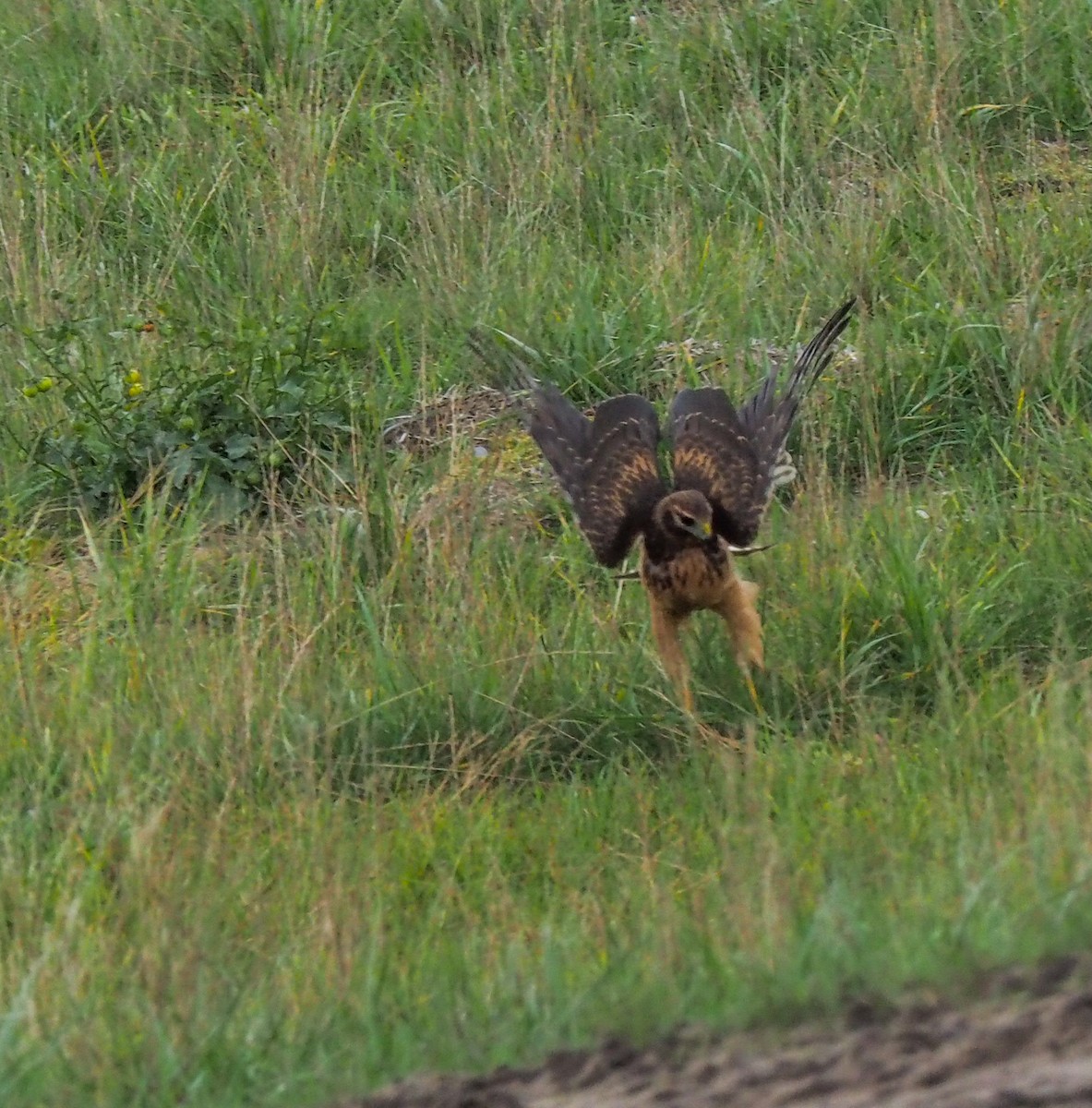 Northern Harrier - ML609940269