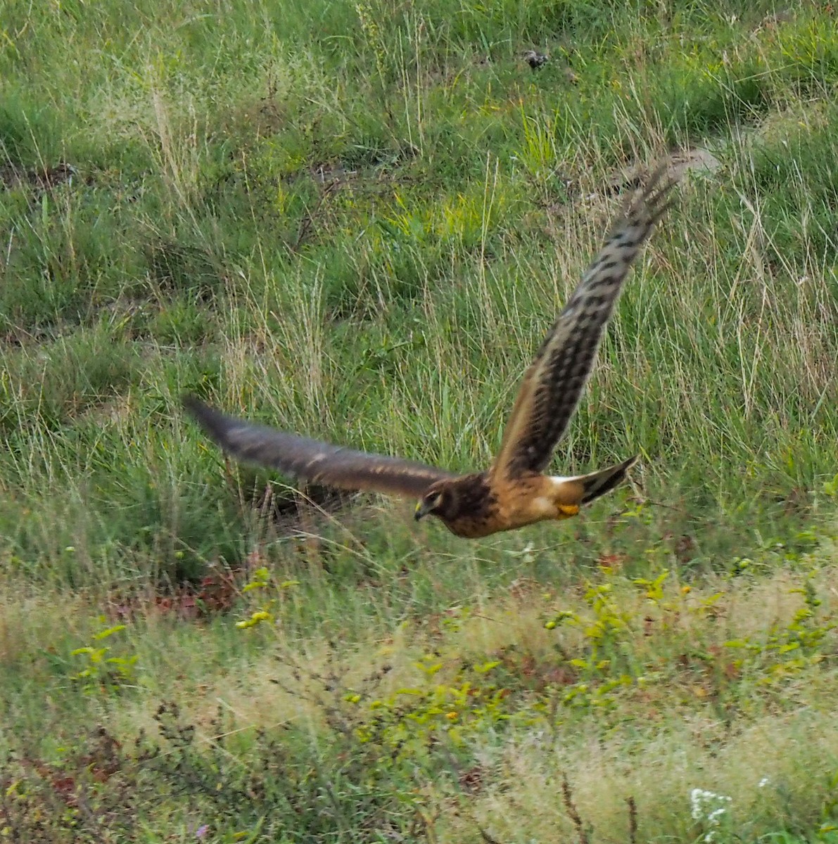 Northern Harrier - ML609940272