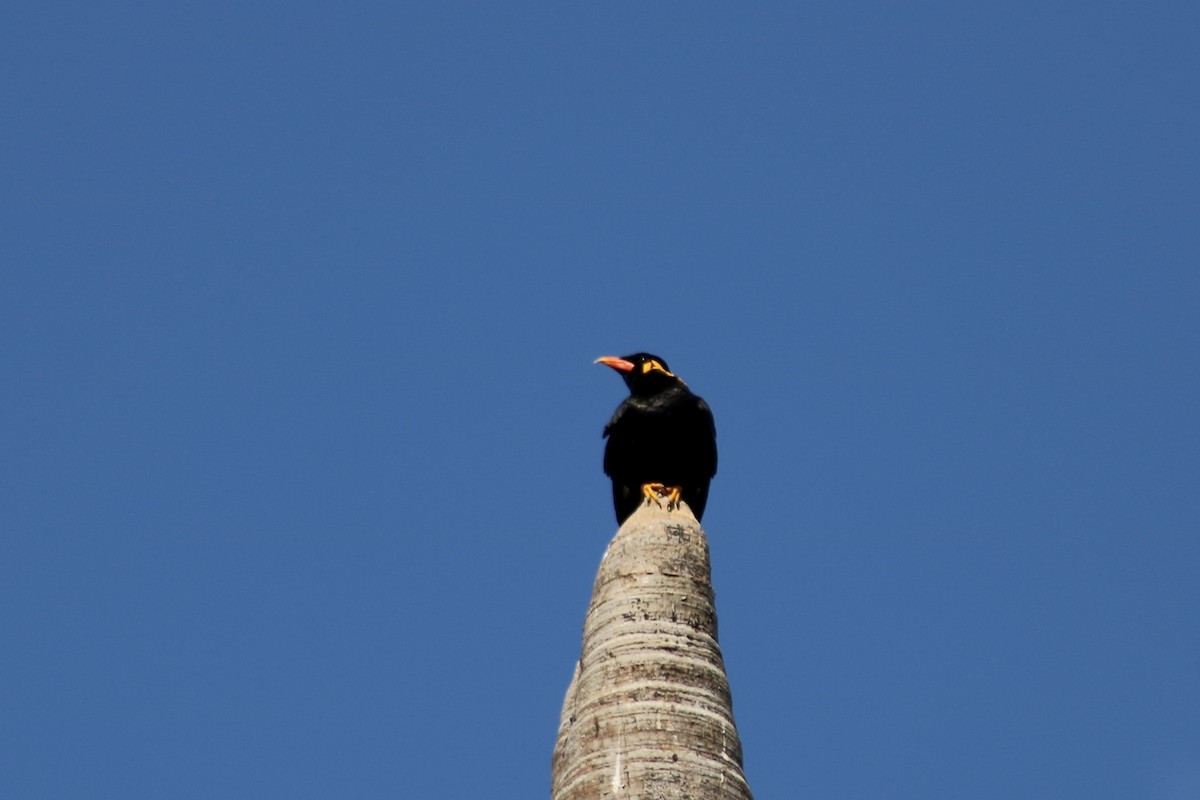 Common Hill Myna - ML609940344