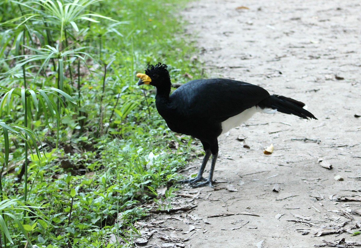 Yellow-knobbed Curassow - ML609940352