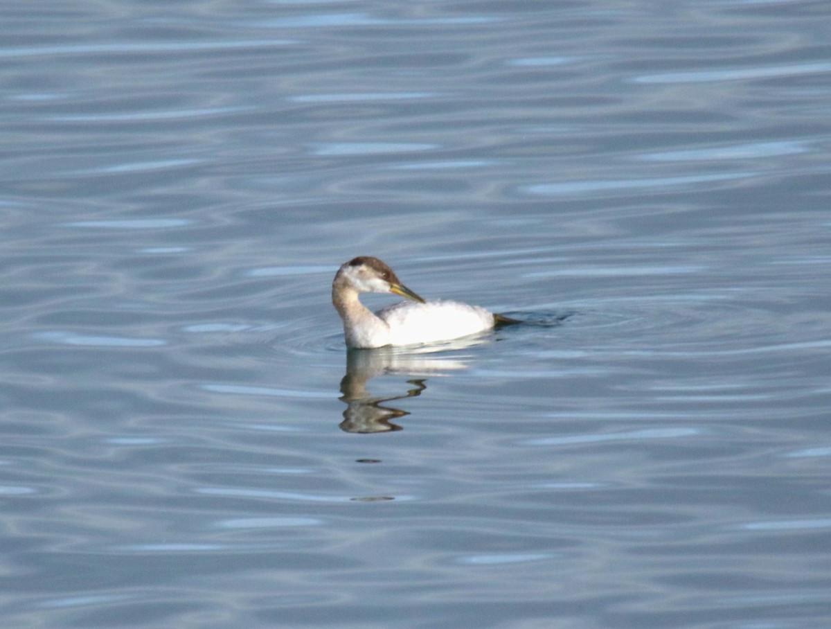 Red-necked Grebe - ML609940355