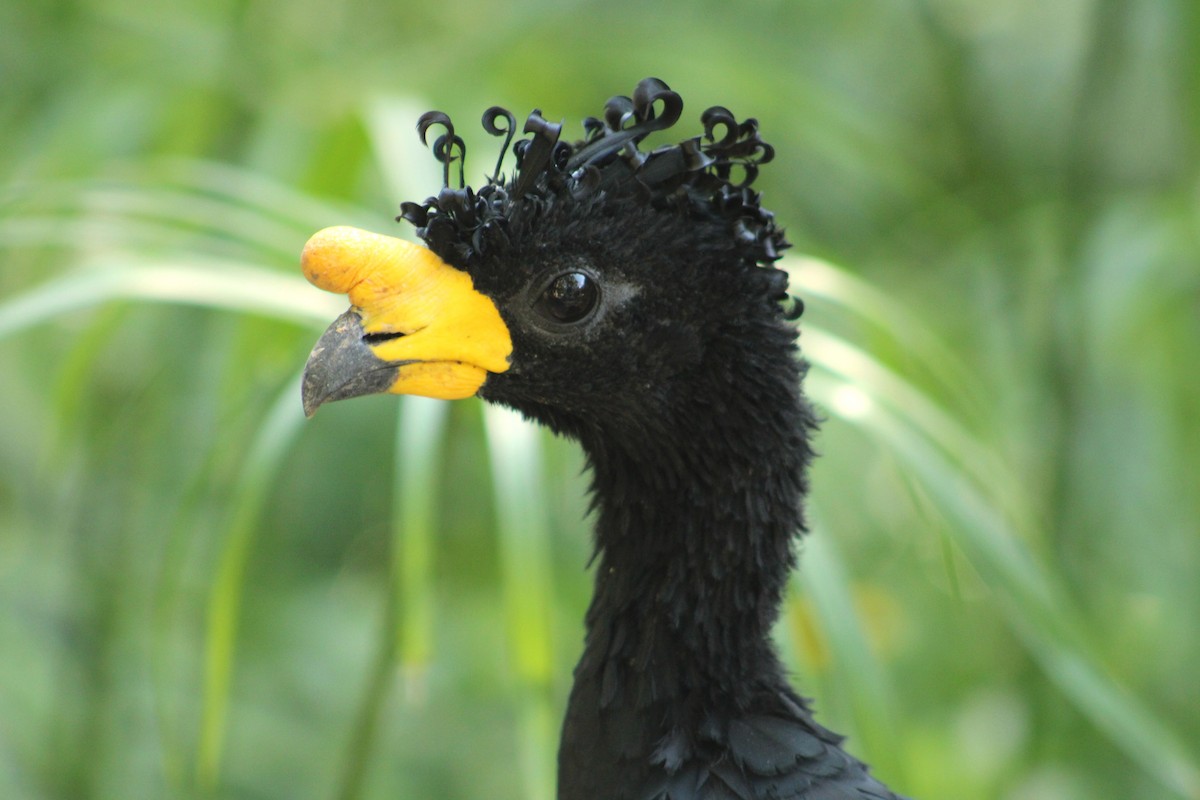 Yellow-knobbed Curassow - ML609940357