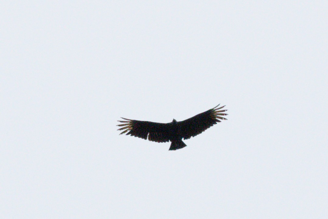 Black Vulture - ML609940395
