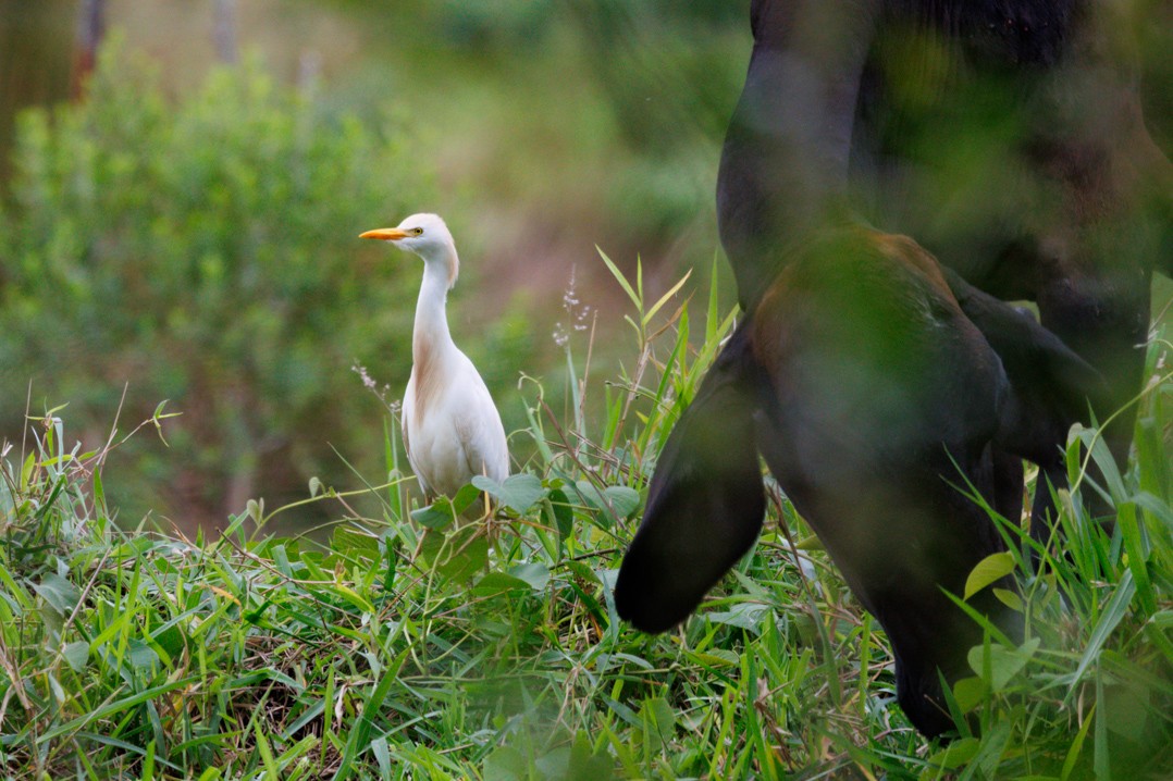 Western Cattle Egret - ML609940397