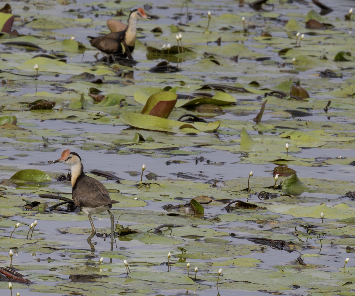 Comb-crested Jacana - ML609940428