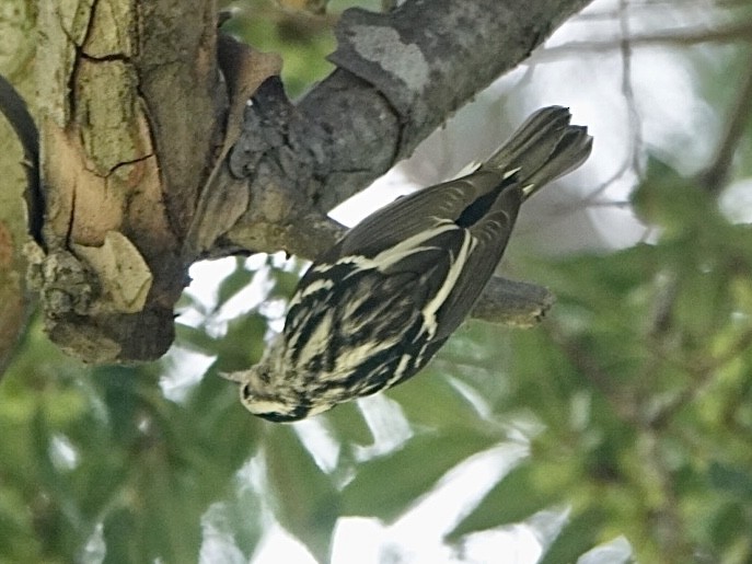 Black-and-white Warbler - Brian Daniels