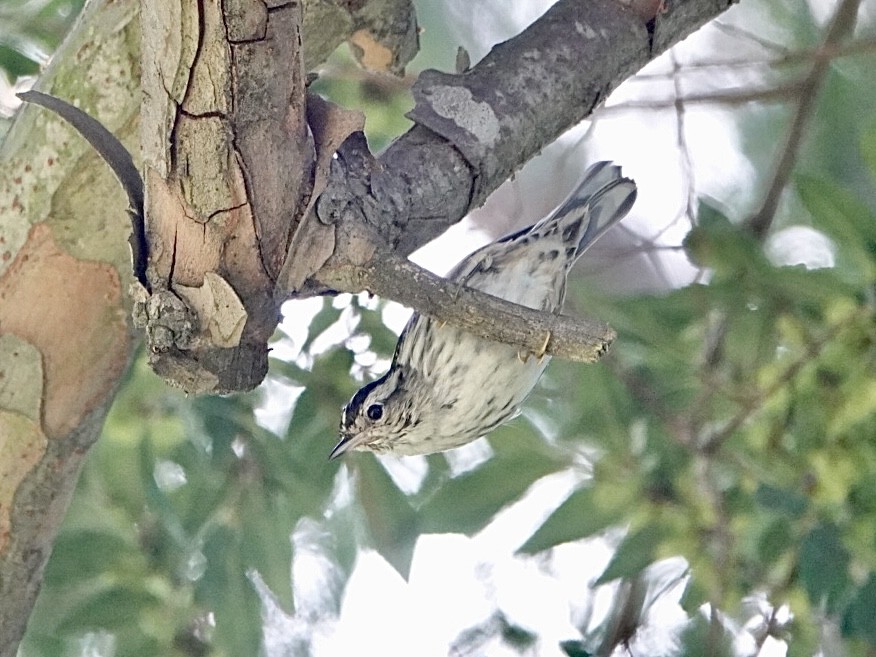 Black-and-white Warbler - Brian Daniels