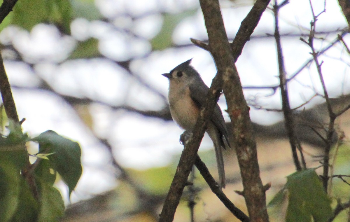 Tufted Titmouse - ML609940661