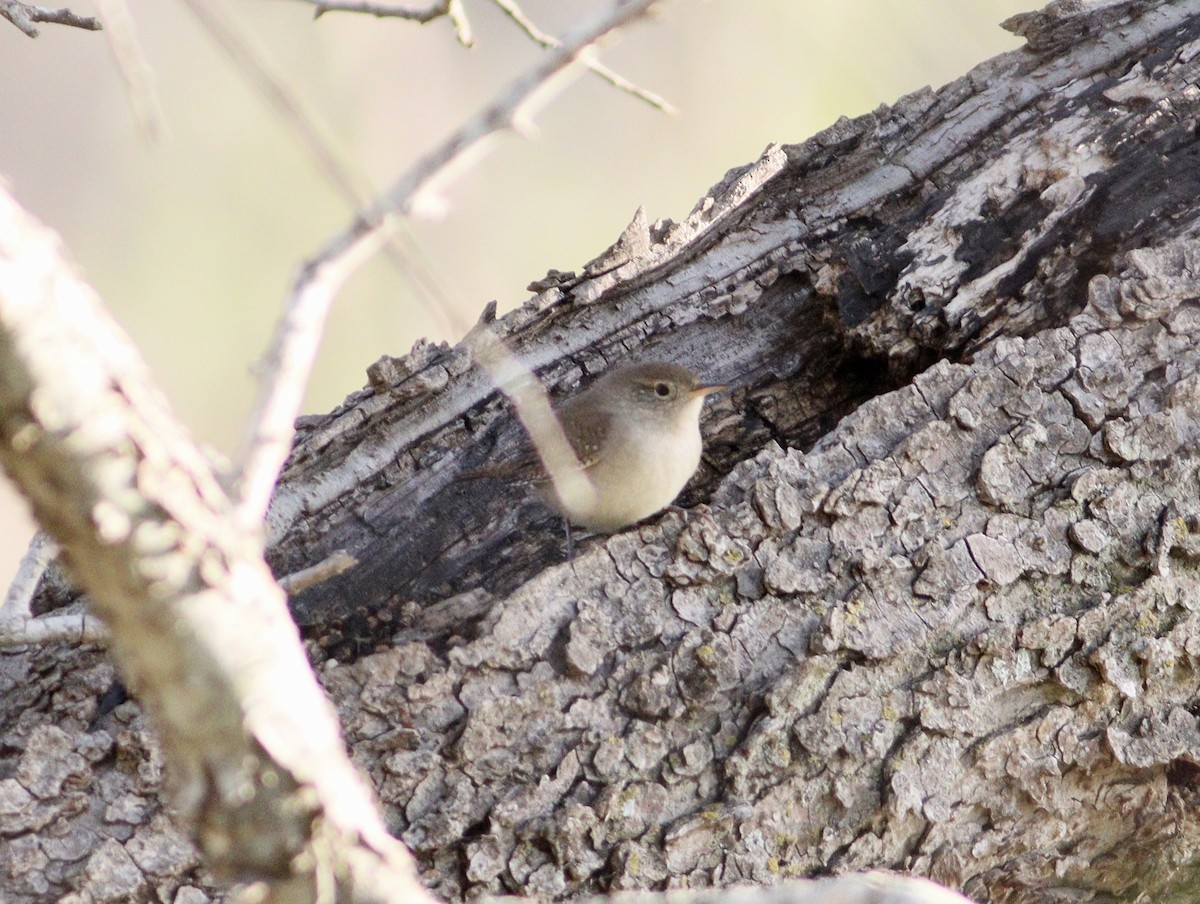 House Wren - ML609940737