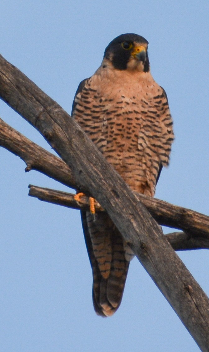 Peregrine Falcon - ML609940743