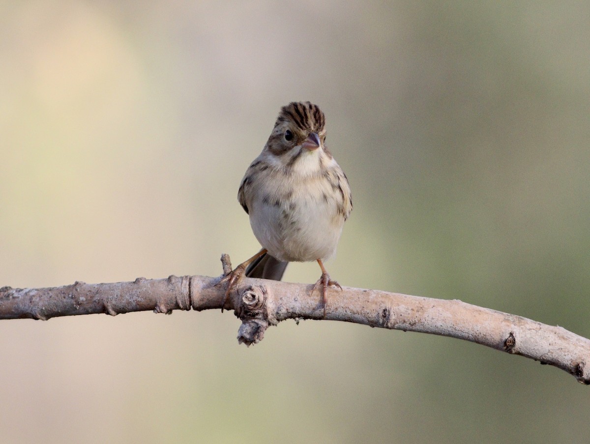 Clay-colored Sparrow - Rhonda Desormeaux