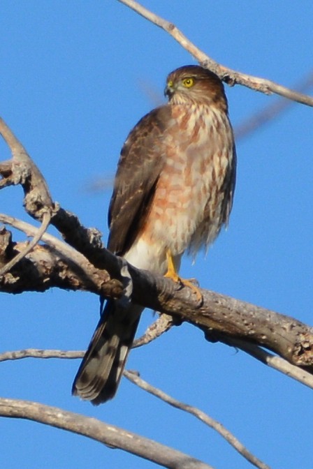Sharp-shinned Hawk - ML609940754