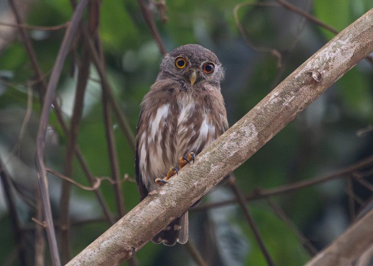 Amazonian Pygmy-Owl - ML609940801