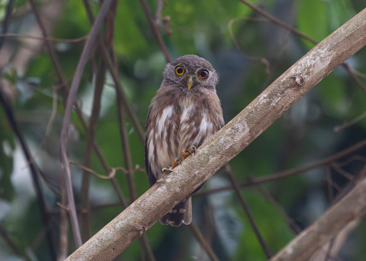 Amazonian Pygmy-Owl - ML609940802