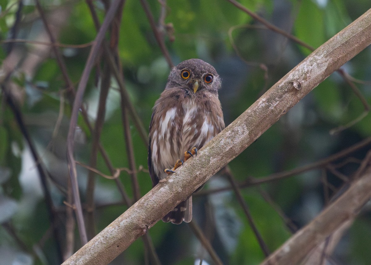 Amazonian Pygmy-Owl - ML609940803
