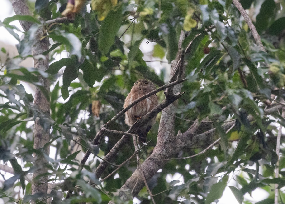 Amazonian Pygmy-Owl - ML609940805