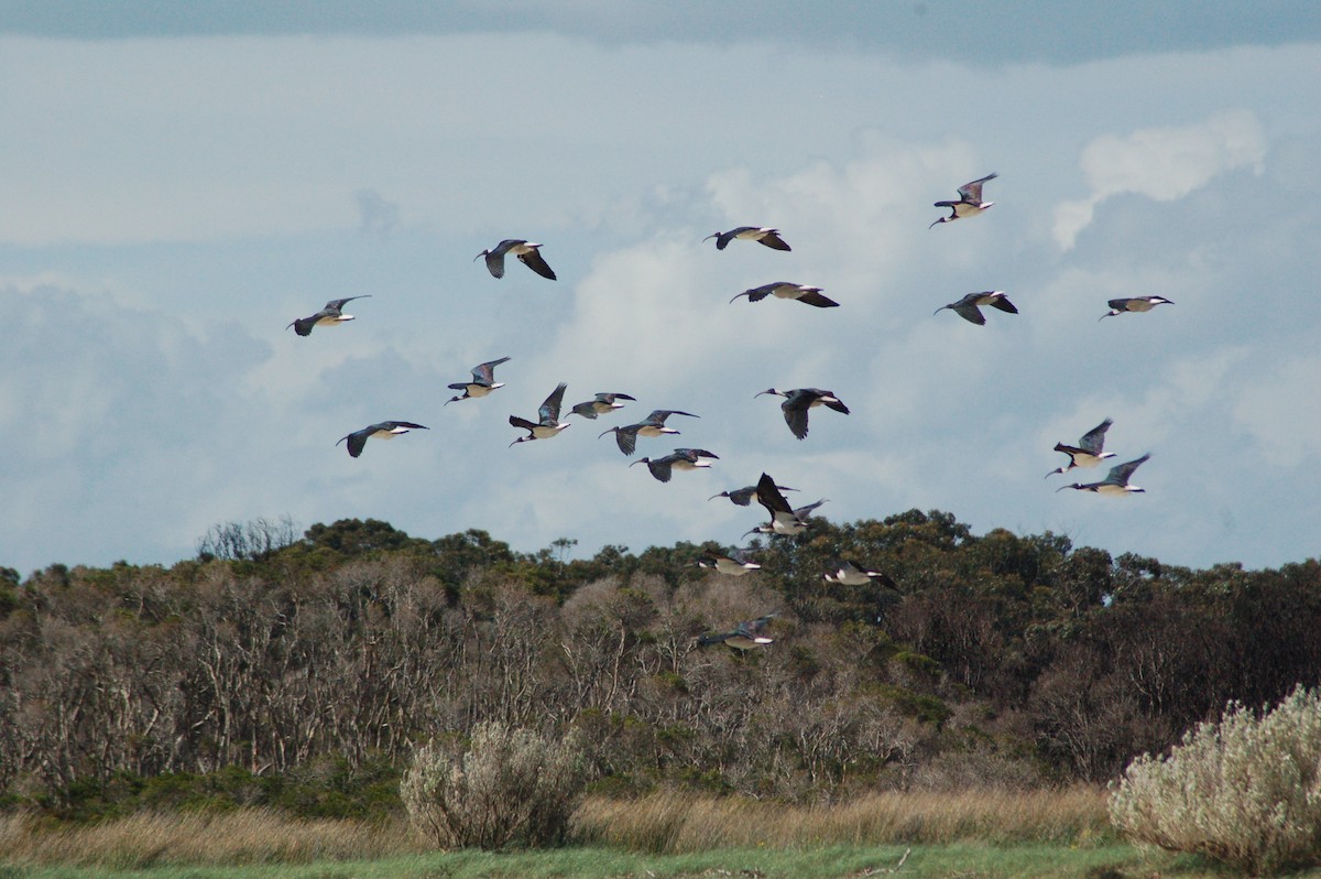 Straw-necked Ibis - ML609940899