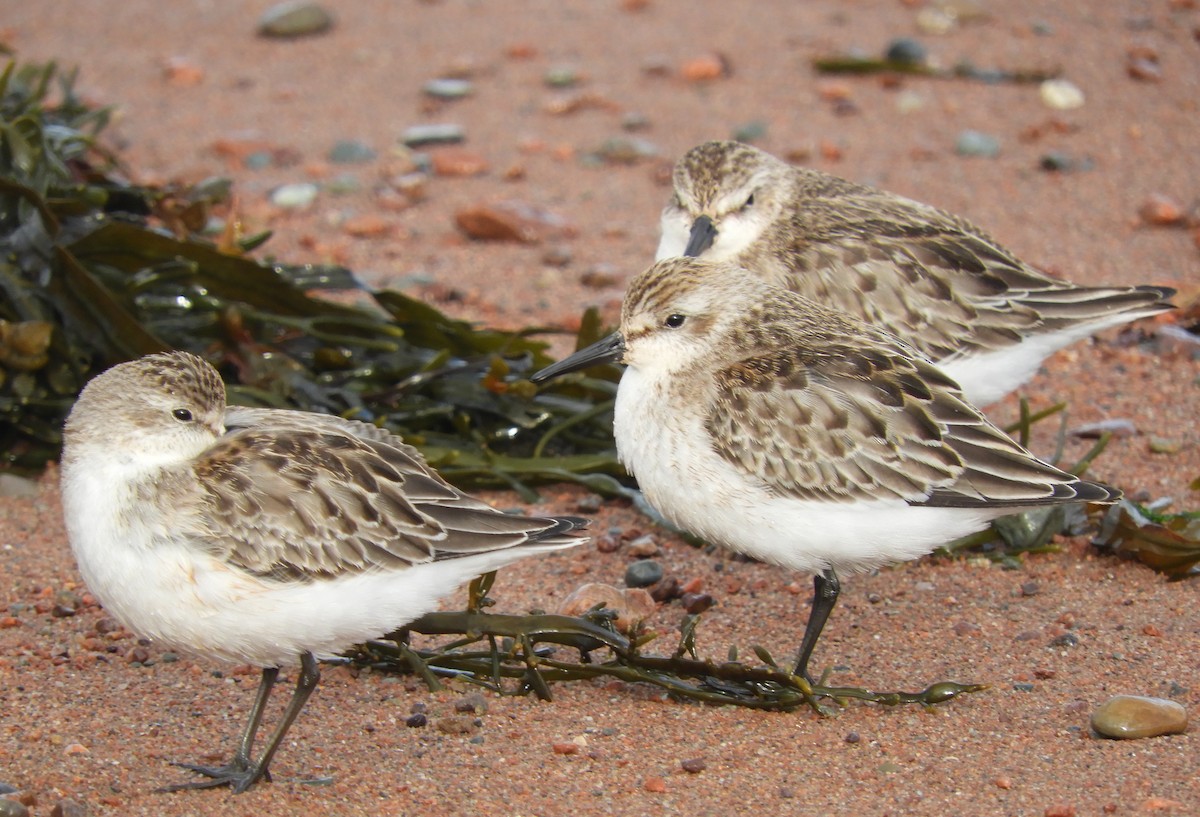 Semipalmated Sandpiper - Kathleen Spicer