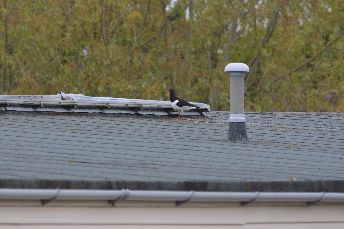 Eurasian Oystercatcher - ML609940927