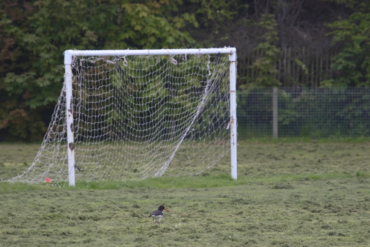Eurasian Oystercatcher - ML609940928
