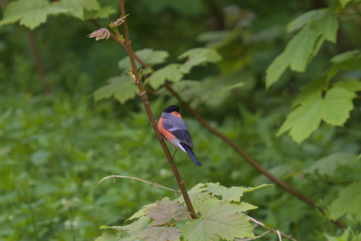 Eurasian Bullfinch - ML609940935