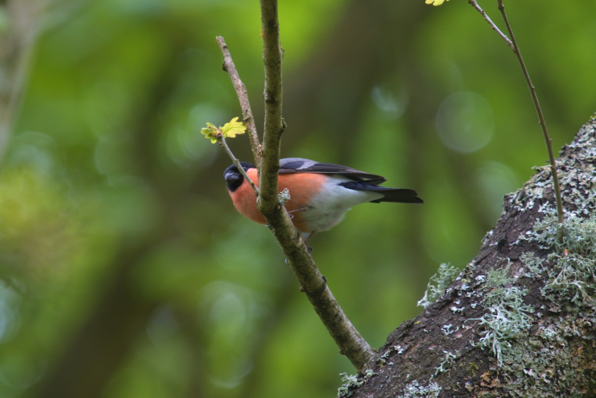Eurasian Bullfinch - ML609940936
