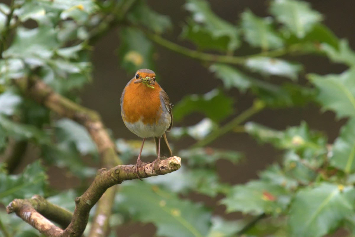 European Robin - ML609940957