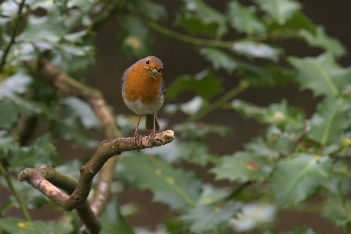 European Robin - ML609940959