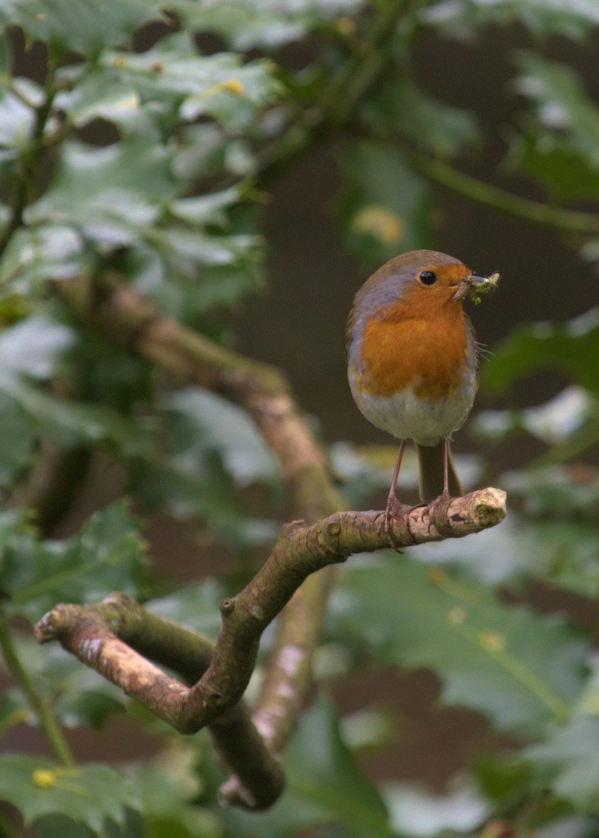European Robin - ML609940962