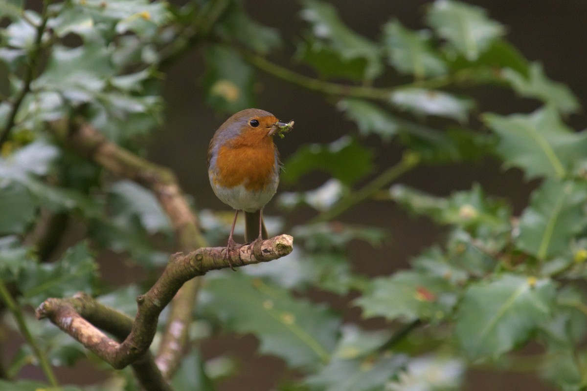European Robin - ML609940963