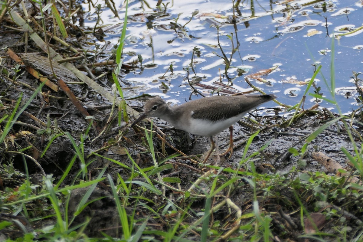 Spotted Sandpiper - ML609940966