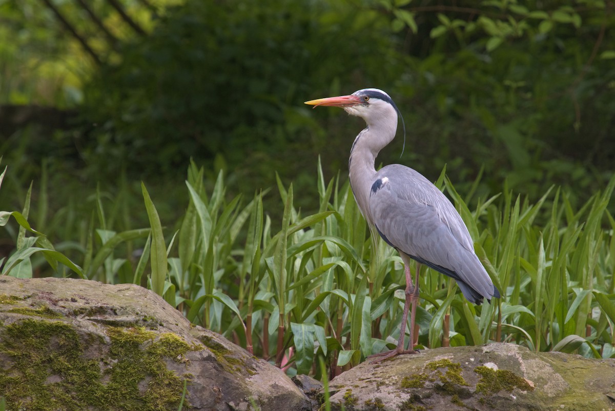 Gray Heron - ML609940982