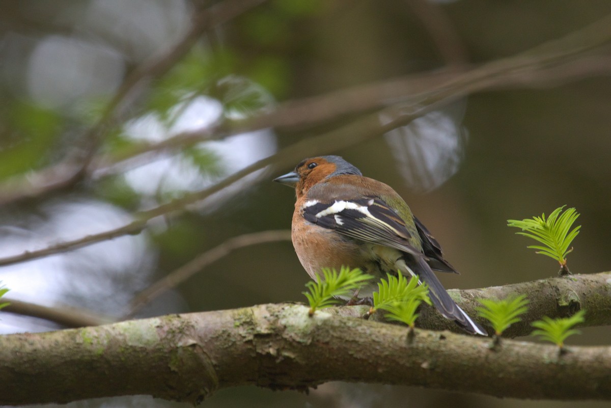 Common Chaffinch - ML609940988