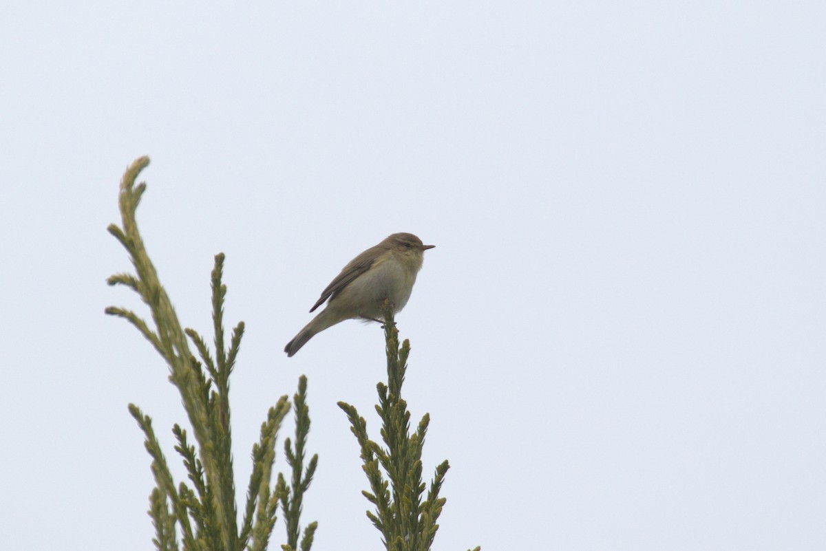 Common Chiffchaff - ML609940990