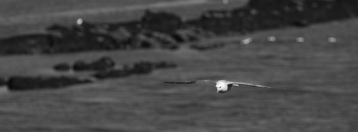 Northern Fulmar - ML609941023