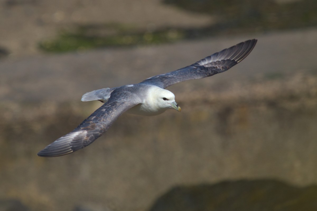 Northern Fulmar - ML609941024