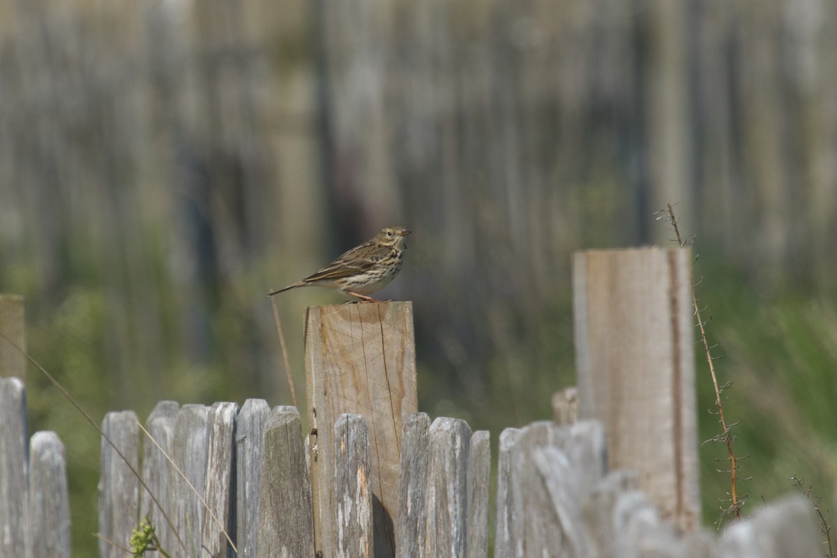 Meadow Pipit - ML609941040